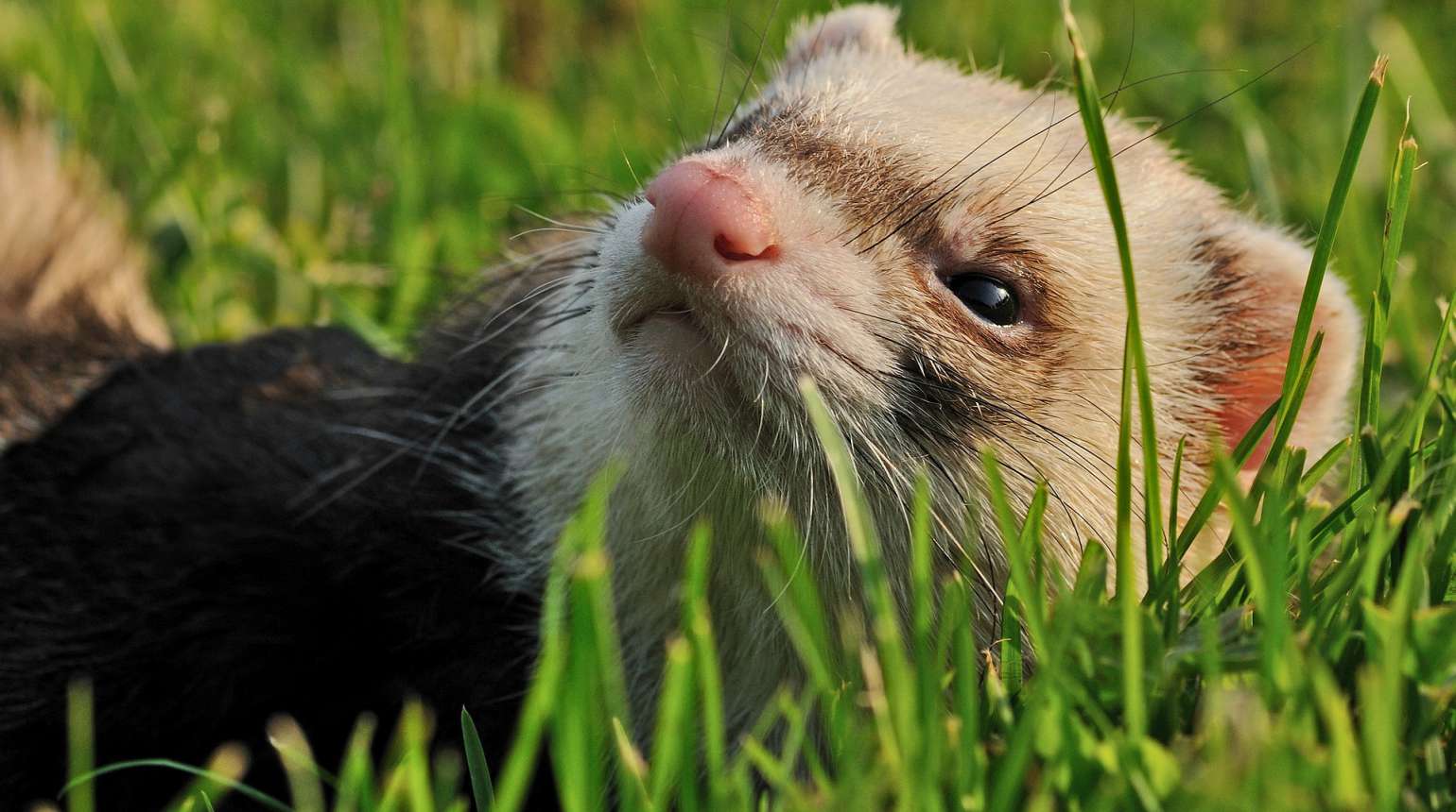 Le furet