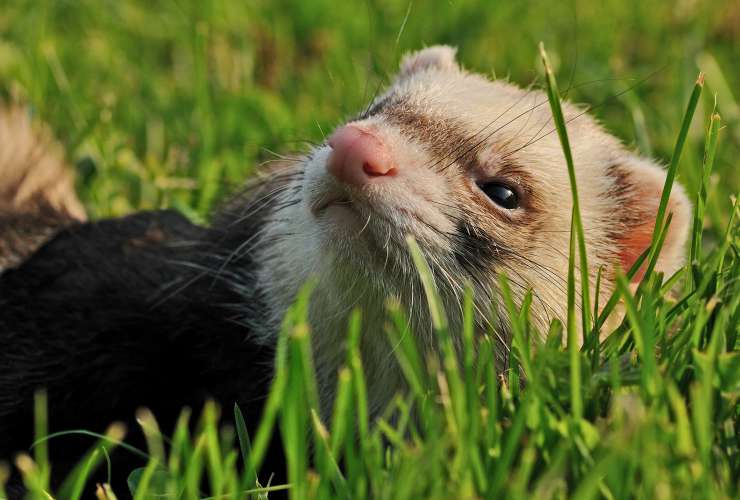 Le furet